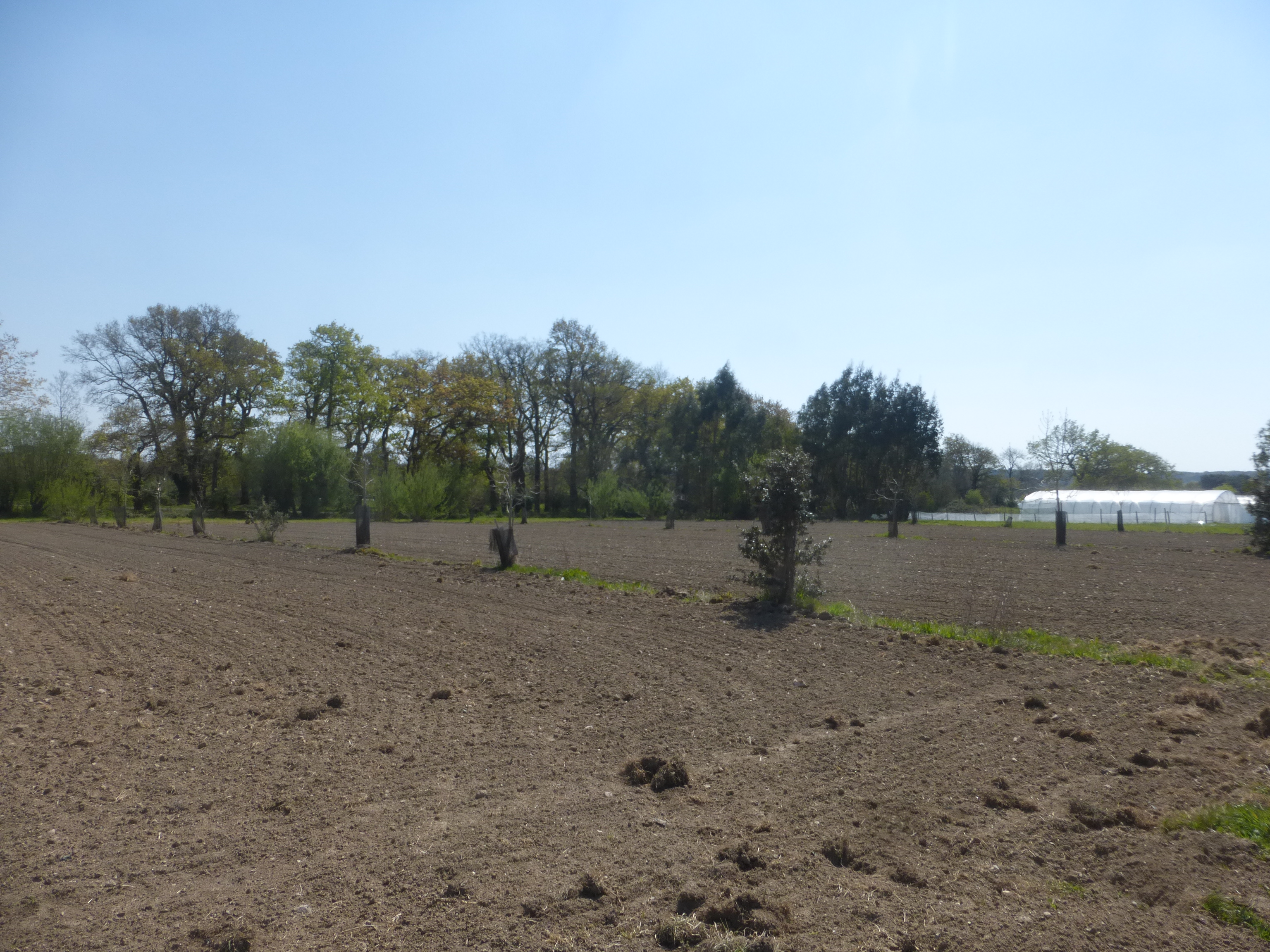 Parcelle agroforestière