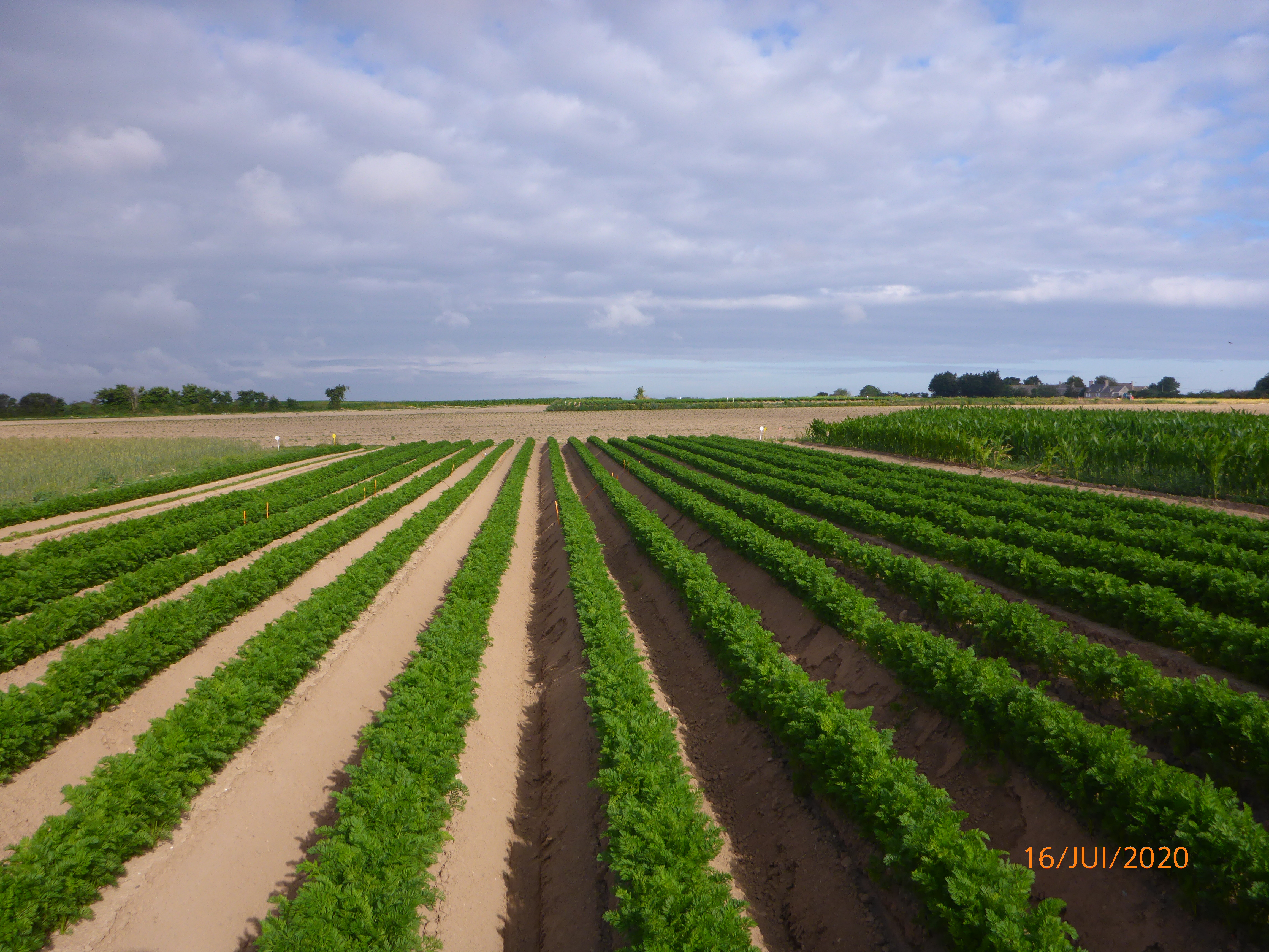 culture de carotte en butte