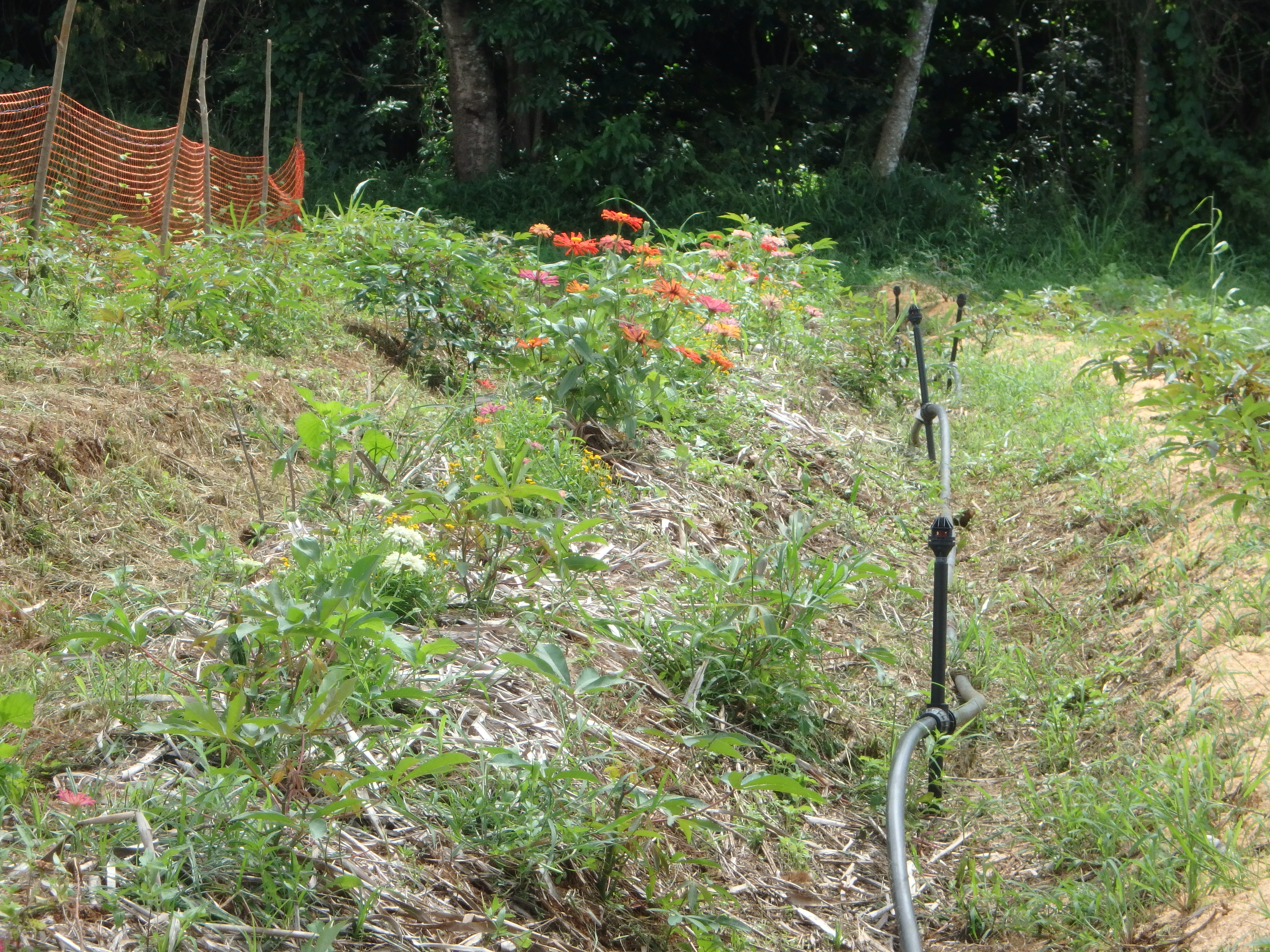 Essai de bandes fleuries