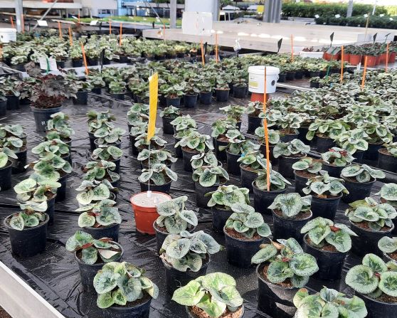 Plante piège d'Heuchère en culture de cyclamen