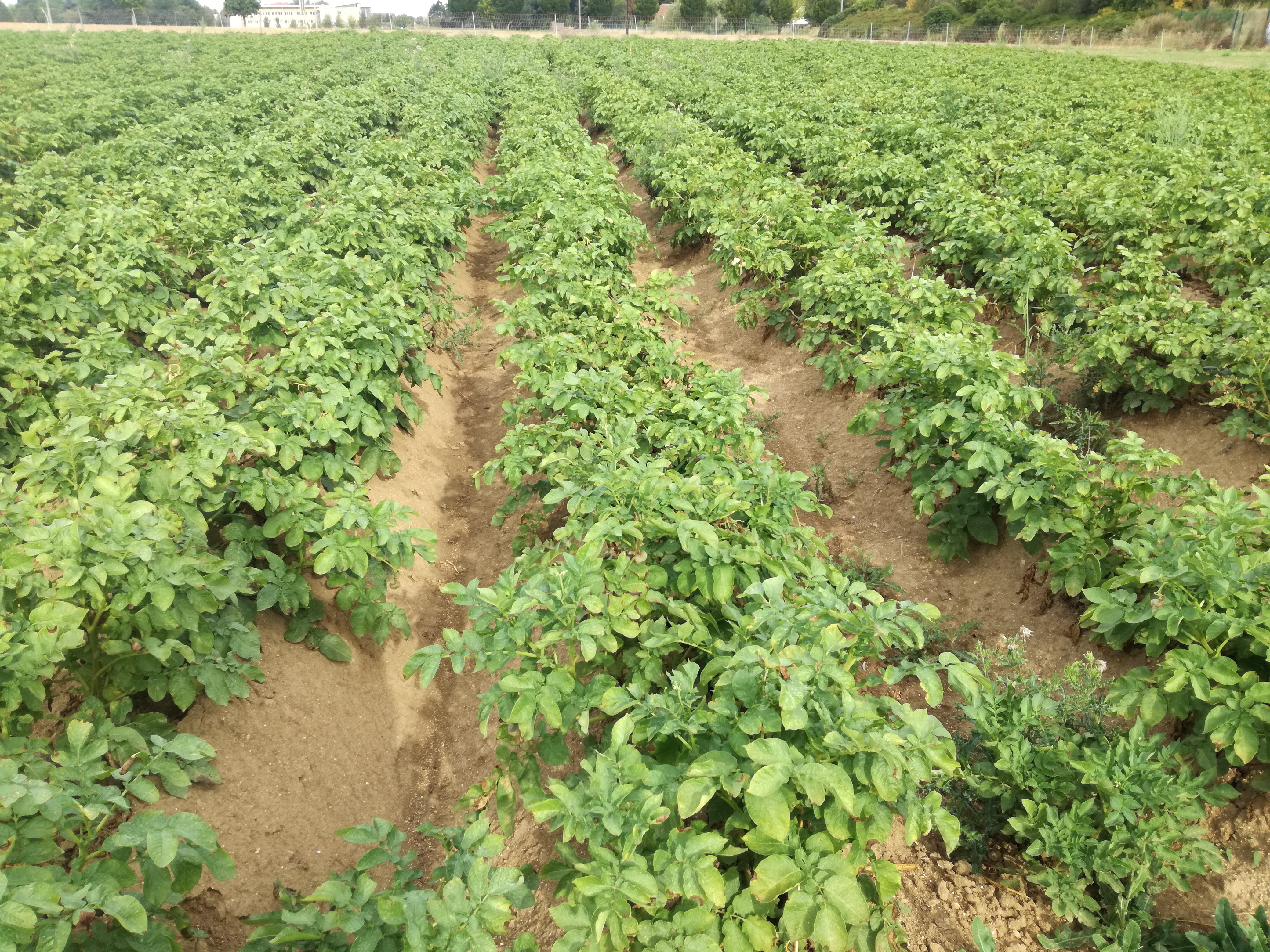 Culture de pomme de terre sur l'ITK de référence (20/08/2020)