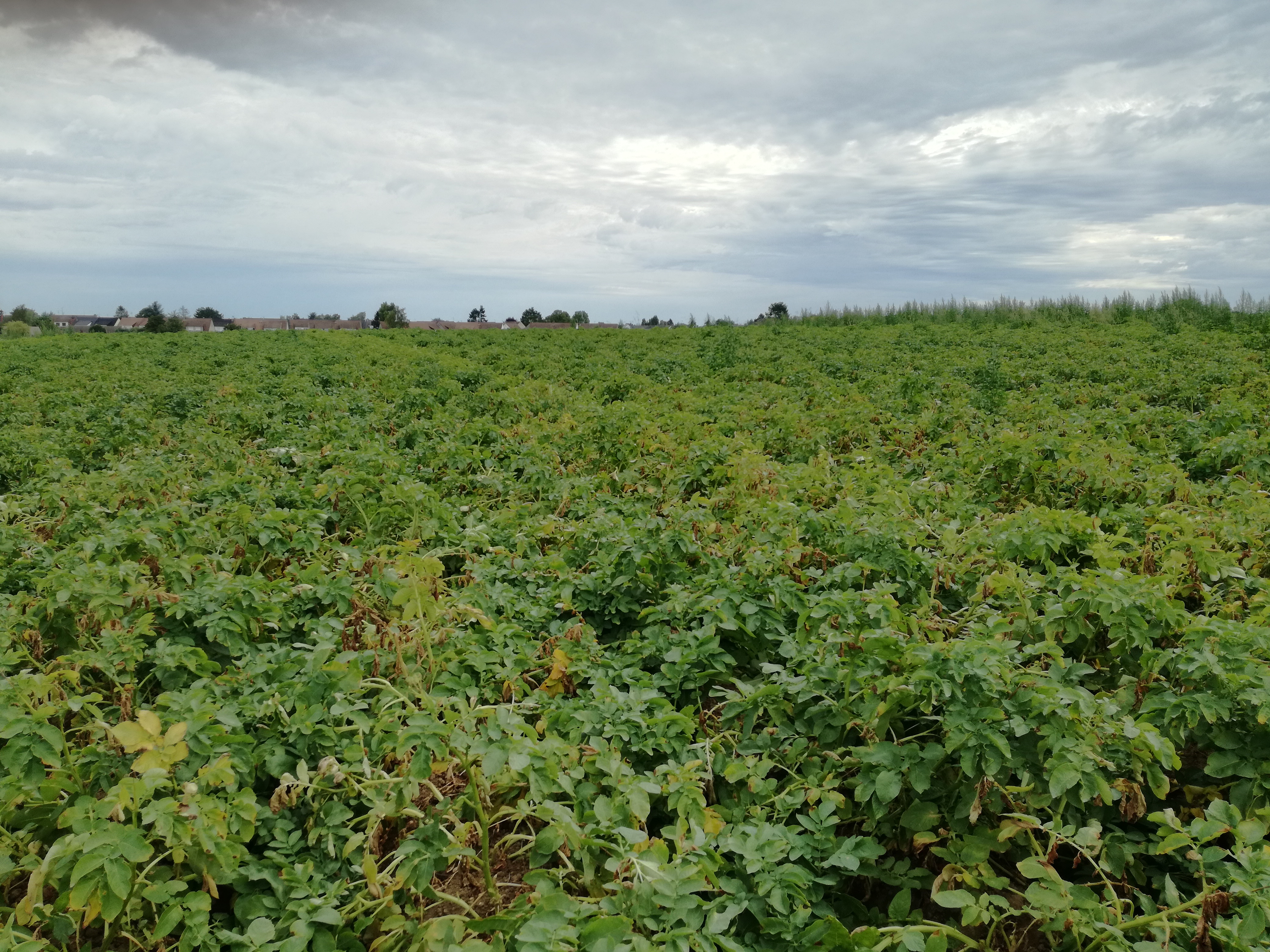 Culture de pomme de terre sur un système parcelle (27/07/2020)