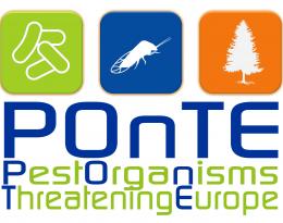 logo ponte