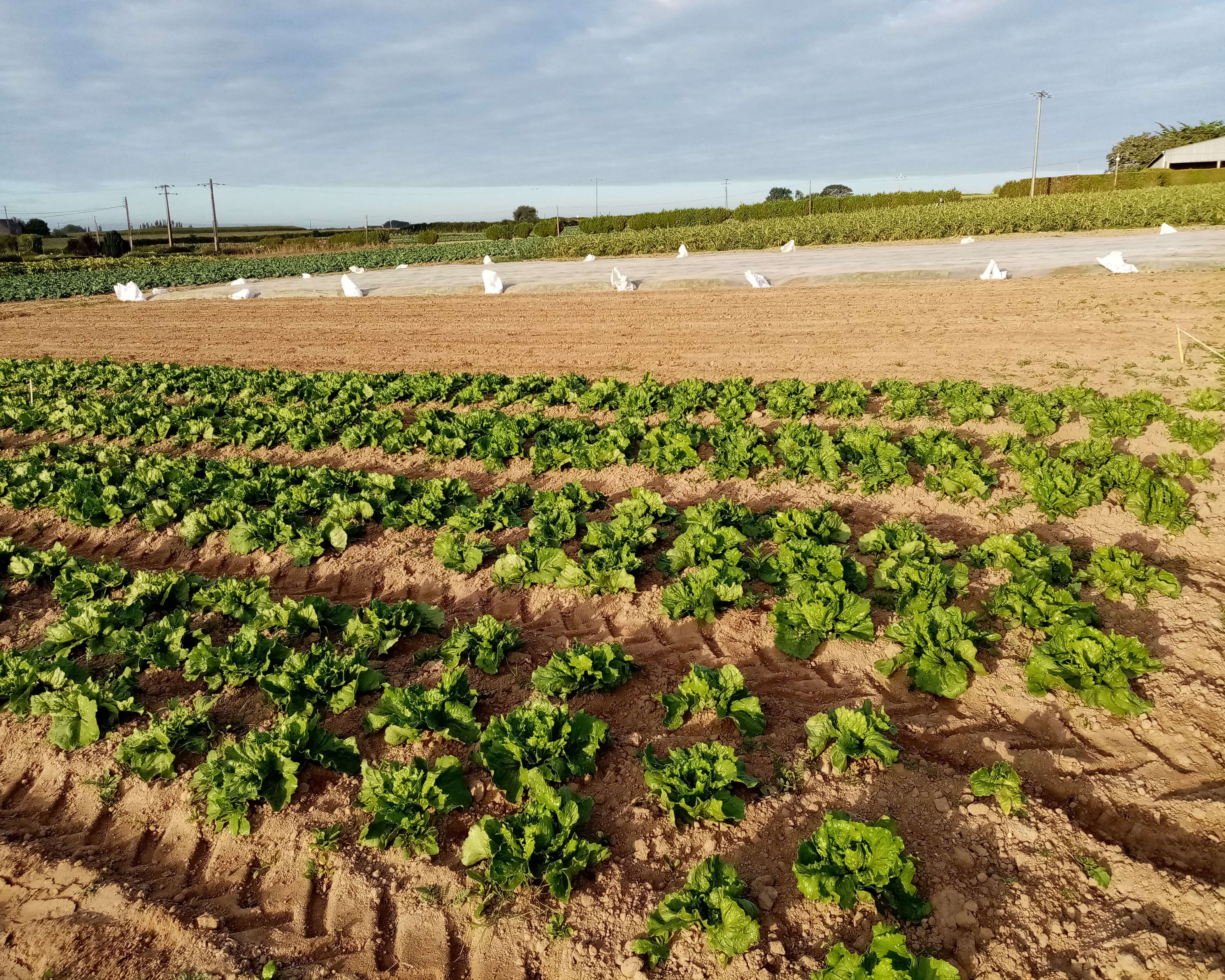 Parcelle laitue avec bâchage de la zone Ultra bas intrant