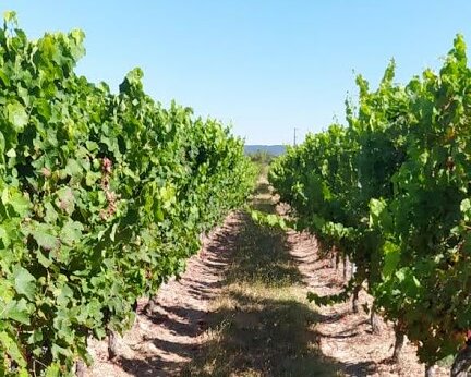 parcelle référence