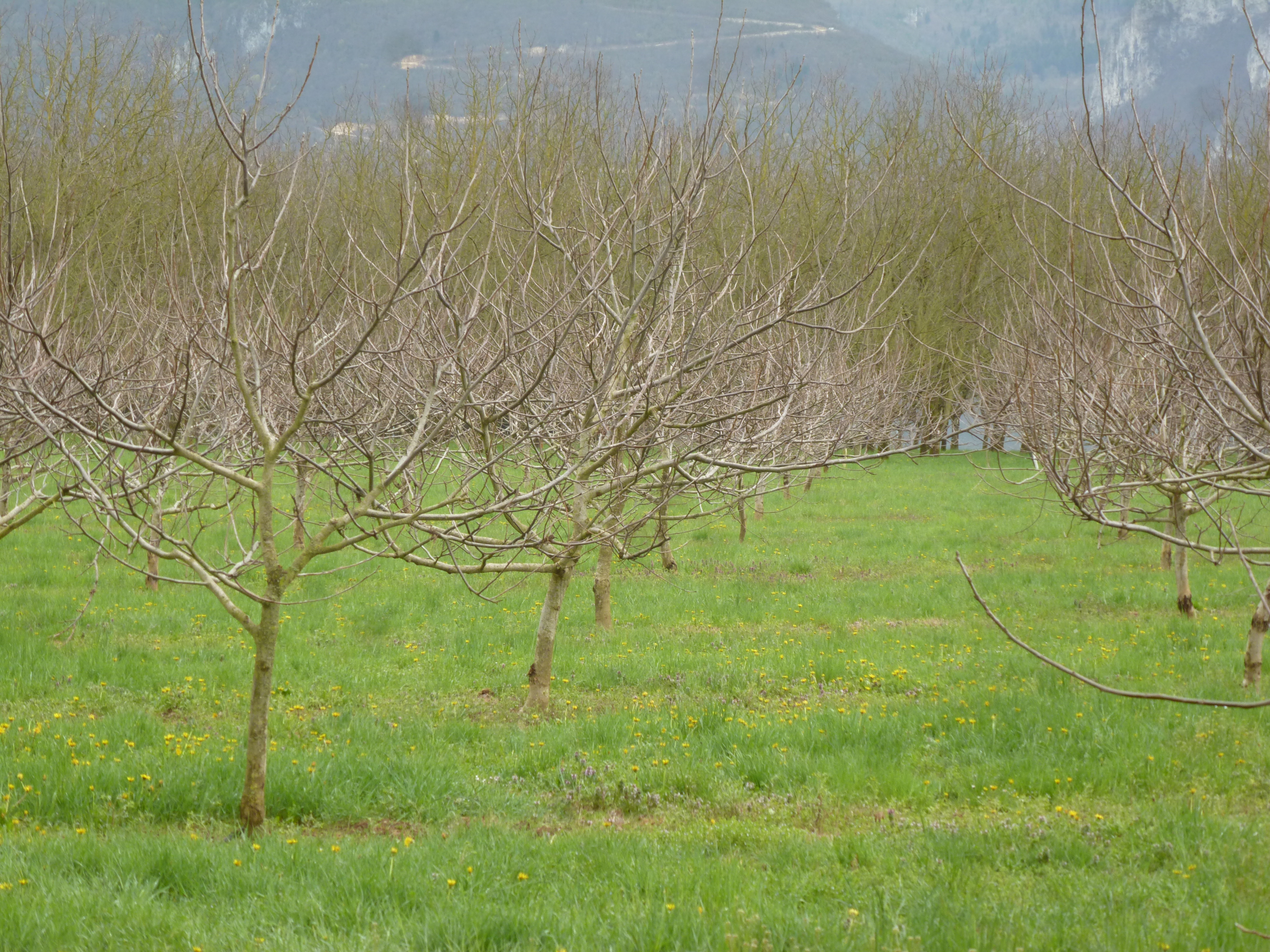 Parcelle Lara producteur