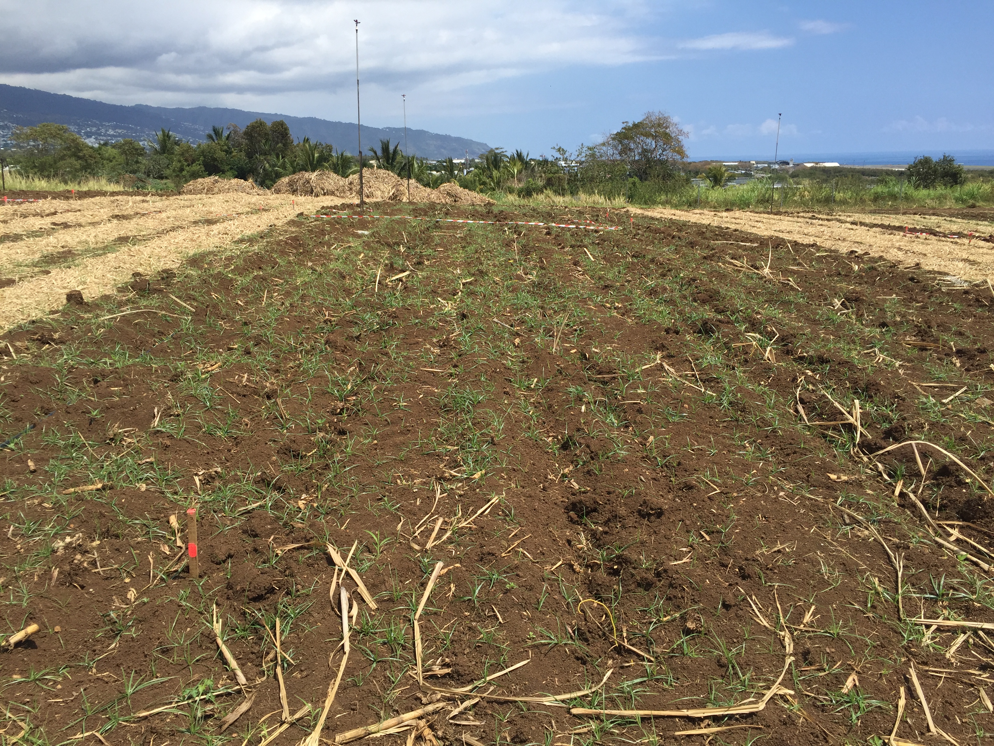 Parcelle témoin sans fanage de paille lors de la plantation