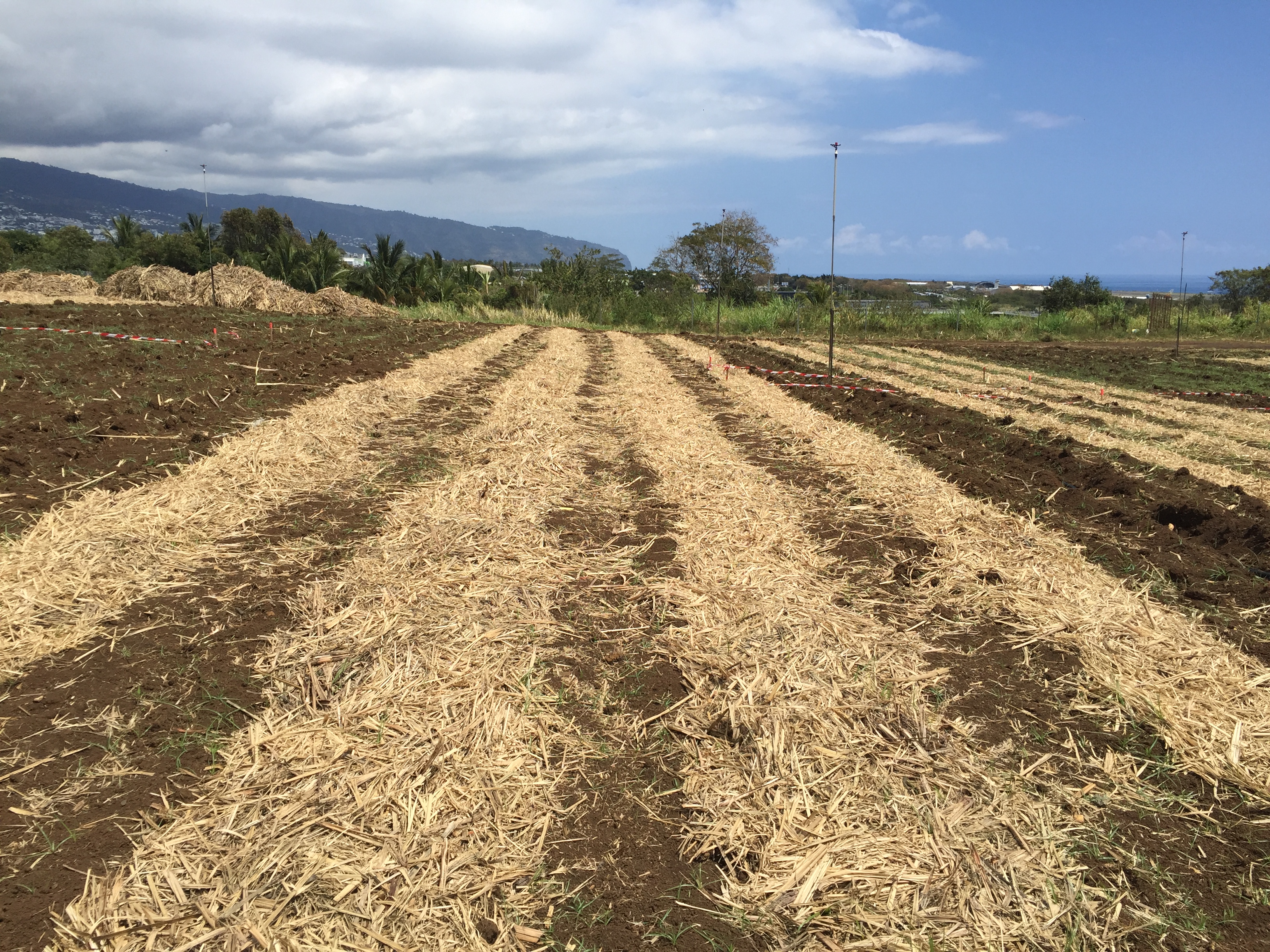 Fanage de la paille sur le rang en replantation