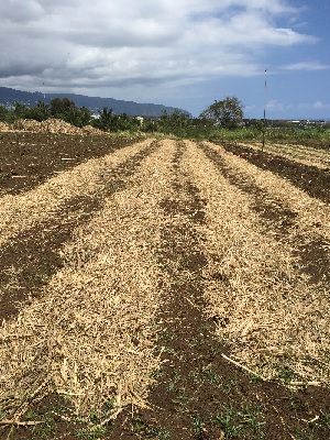 Fanage de la paille sur le rang