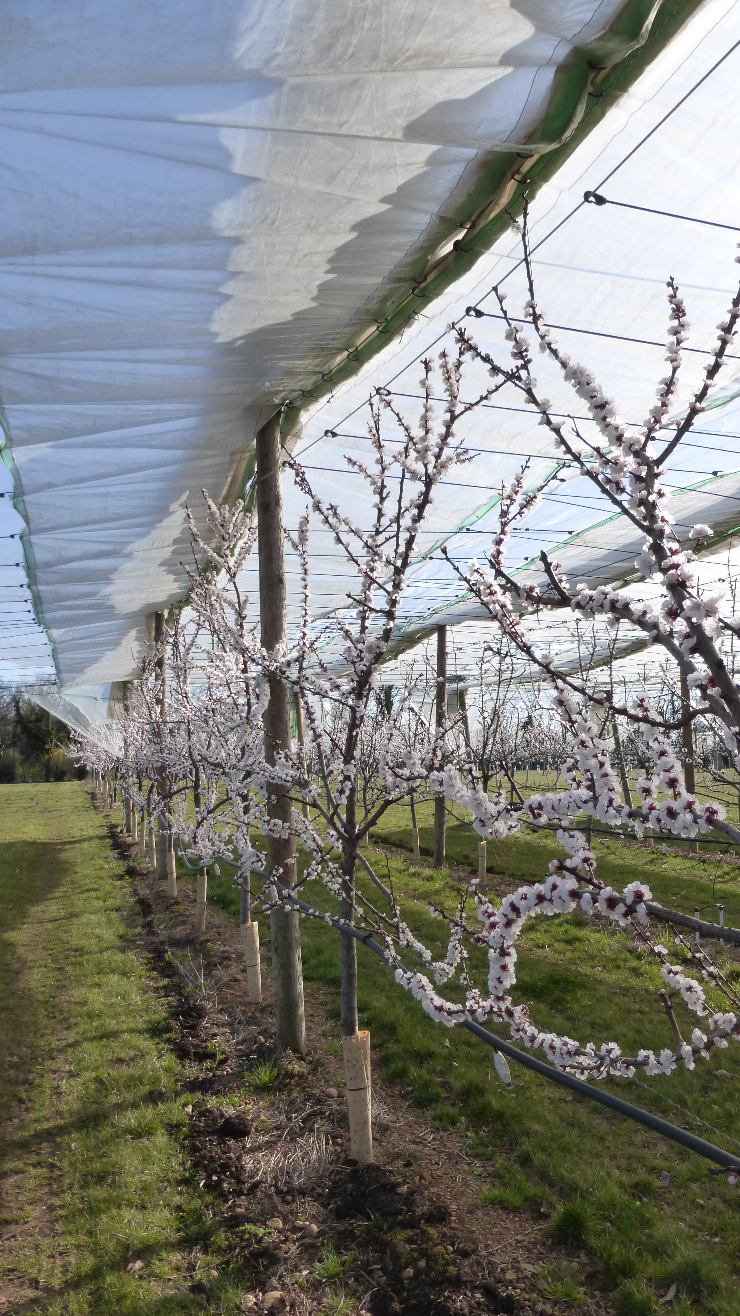 Protections physiques sur abricotiers conduits en palmette