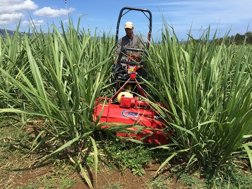 Désherbage mécanique de l'interrang