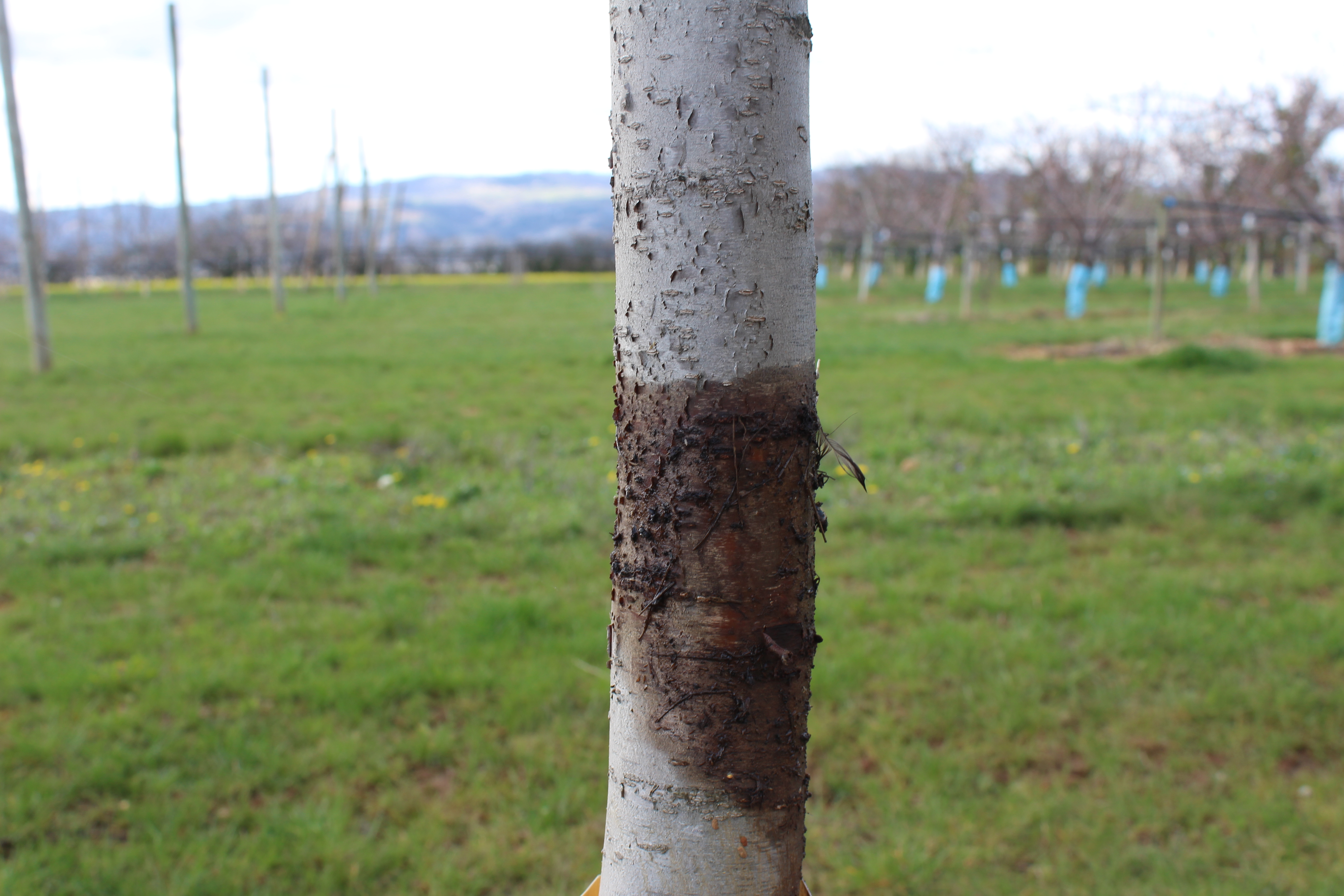 Anneau de glu sur le tronc 