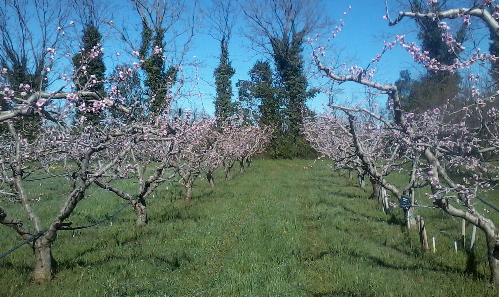 ECO+ surprise en fleur