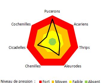 Niveaux de pression en ravageurs sous multichapelle plastique à ALB-CDHRC