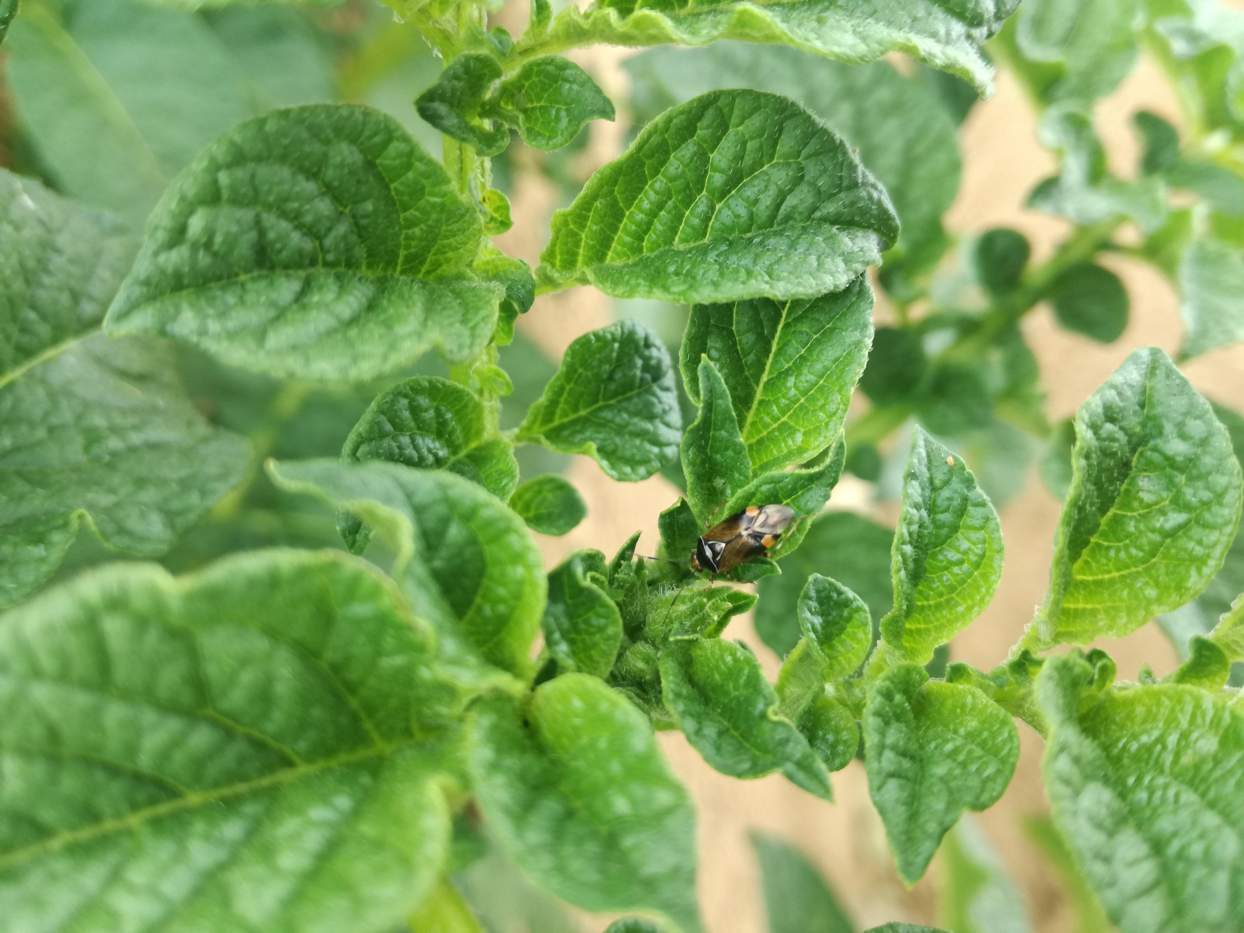 Photo d'une punaise terne sur pomme de terre