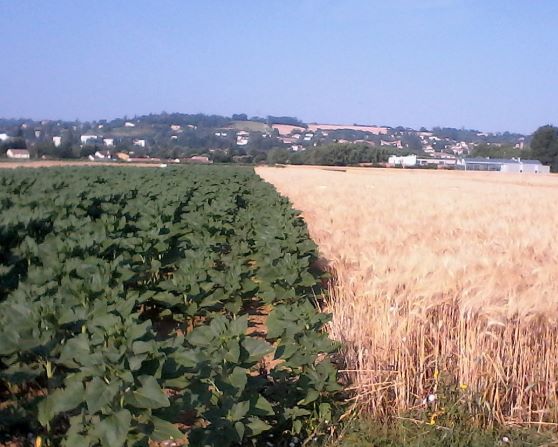 Référence blé dur / Tournesol