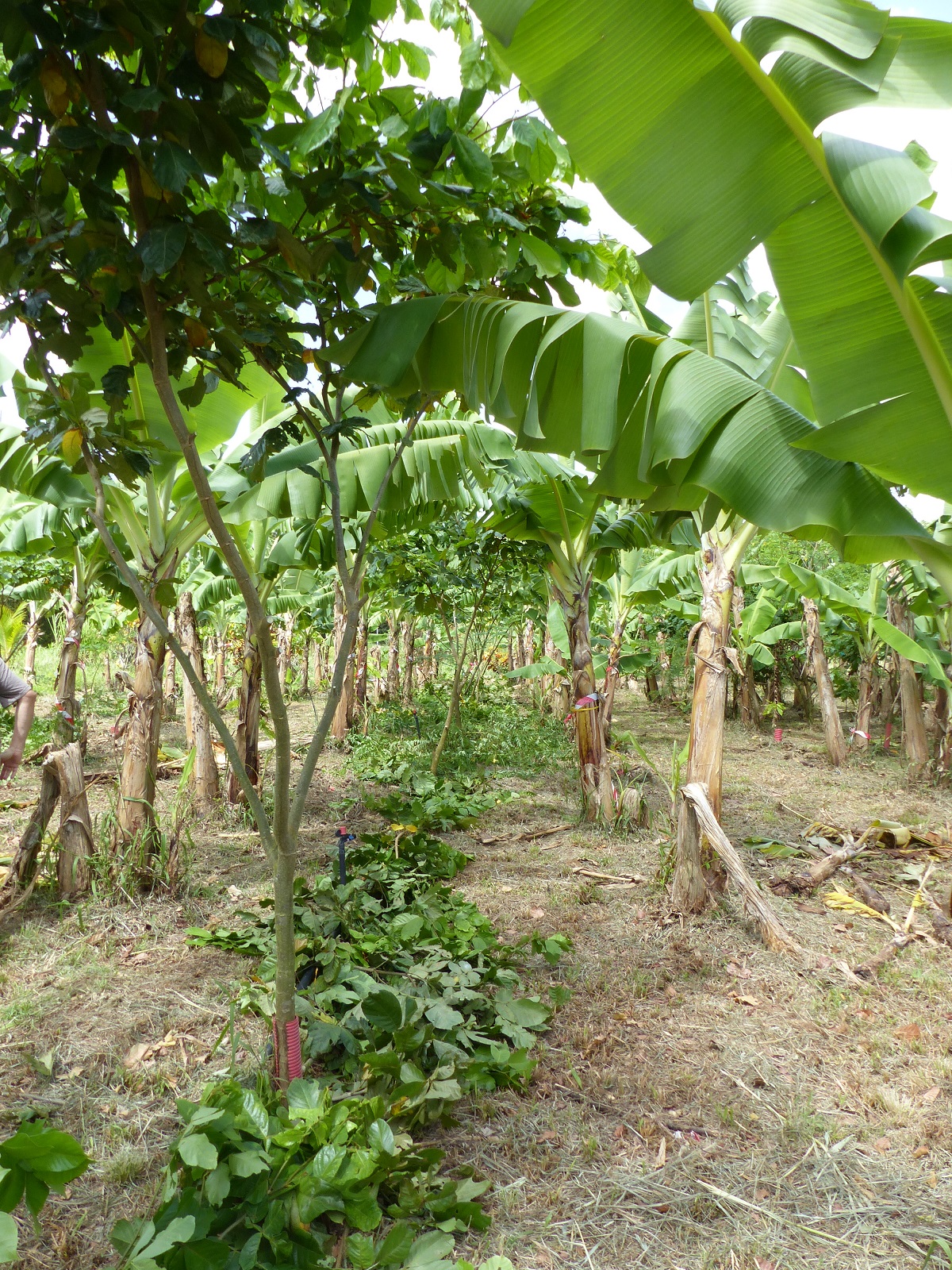Parcelle bio-diversifié avec arbres taillés