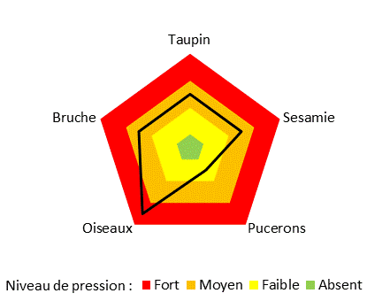 Les dégats de ravageurs ne sont pas systématiques. il fut nécessaire de ressemer du soja une seule année suite à une forte attaque d'oiseaux.