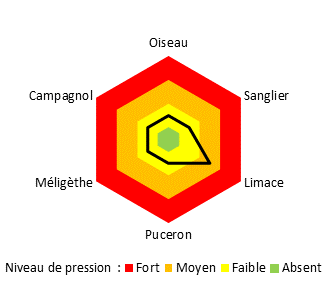 Graphique ravageurs