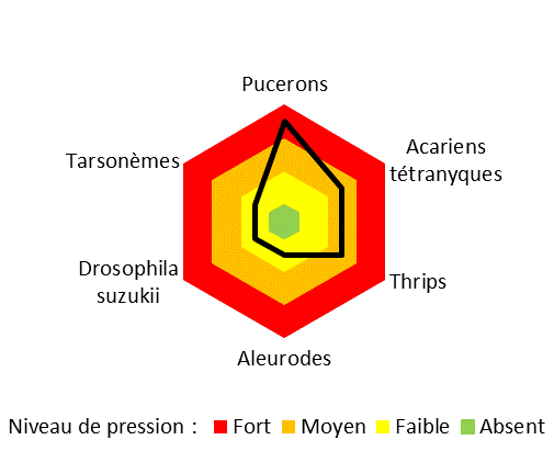 Graphique du niveau de pression des ravageurs sur le site