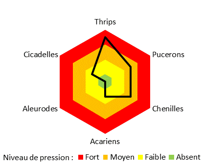 Principaux ravageurs en plantes en pots sous serre chauffée