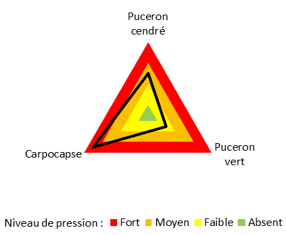 Pression de ragvageurs sur la parcelle de pommiers en agroforesterie