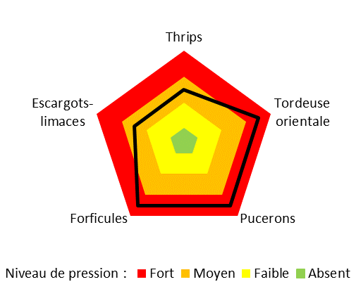 Ravageurs sur pêcher