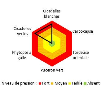 La parcelle est pourvue de la confusion sexuelle pour la tordeuse ordientale ainsi que le carpocapse
