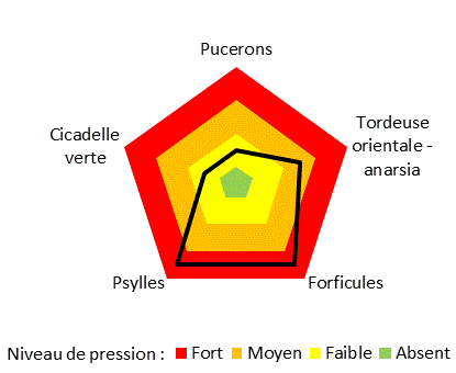 Pression des ravageurs: Forte pression des forficules et des psylles