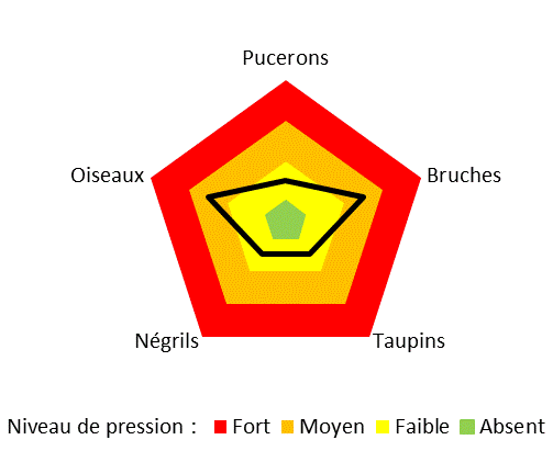 Graphique représentant la pression des ravageurs