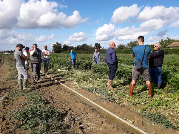 Rencontre technique du groupe sur la culture du céleri branche