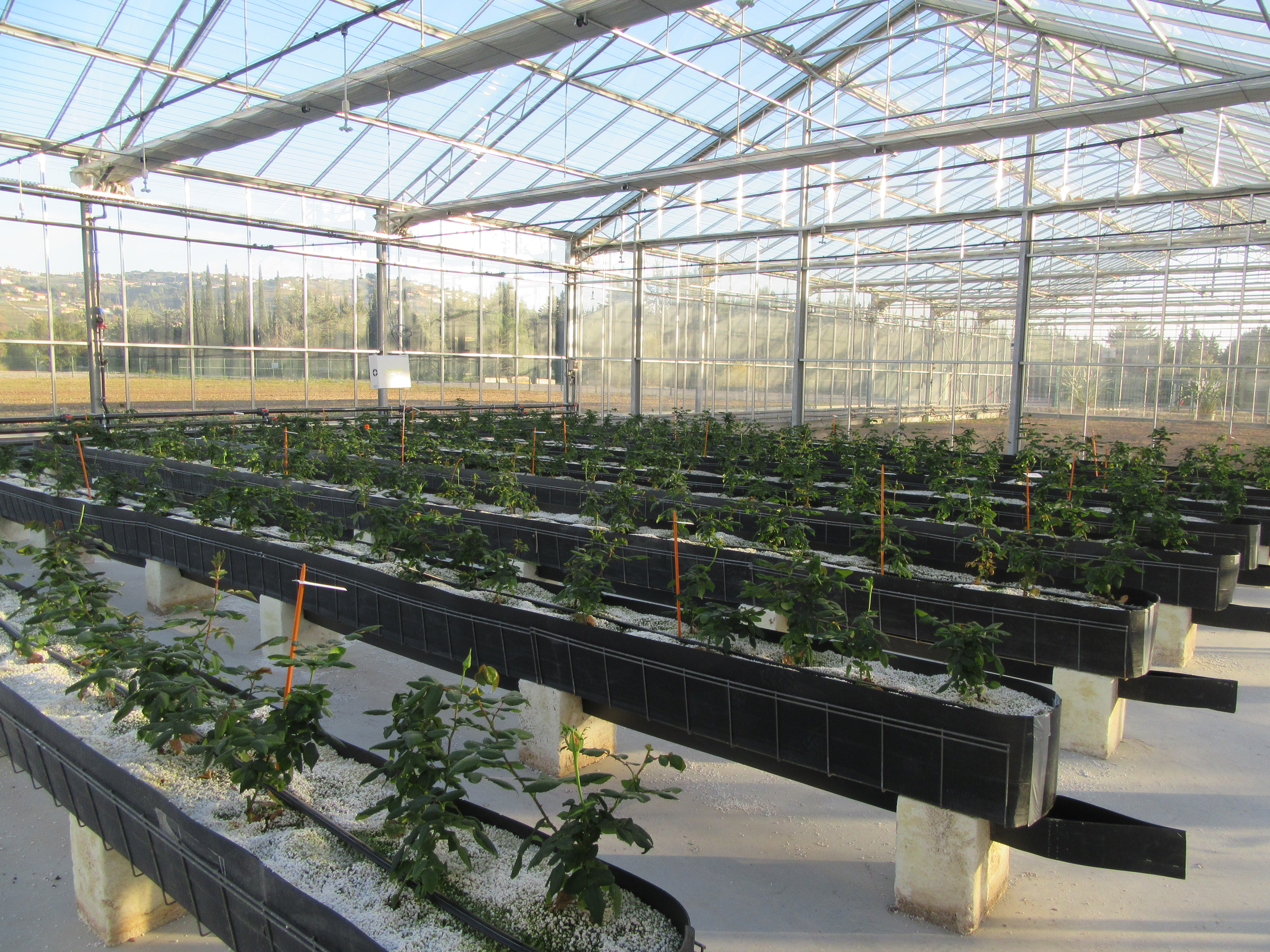 Rosiers à la plantation