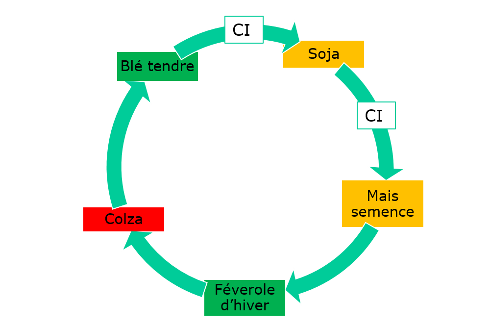 Rotation culturale - Système agroforestier