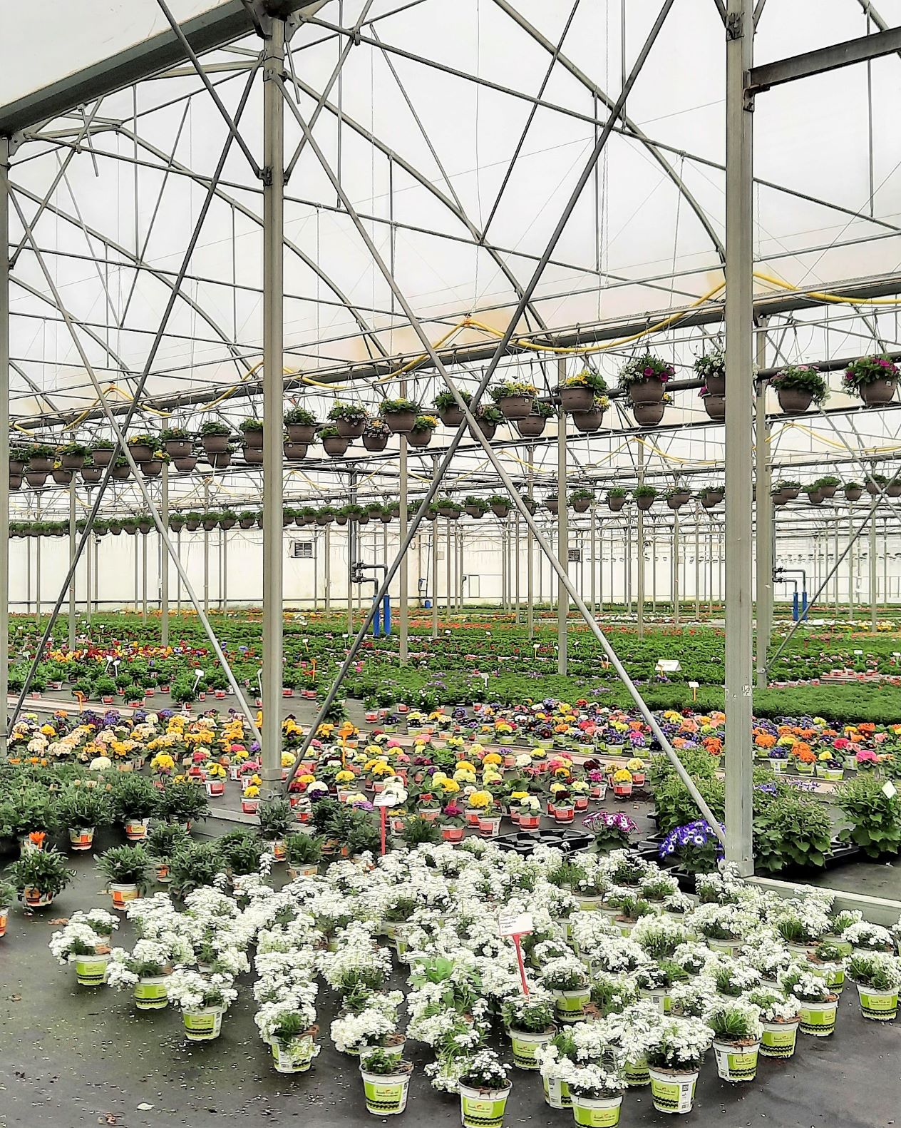 Système de culture sur sol en subirrigation sur toile