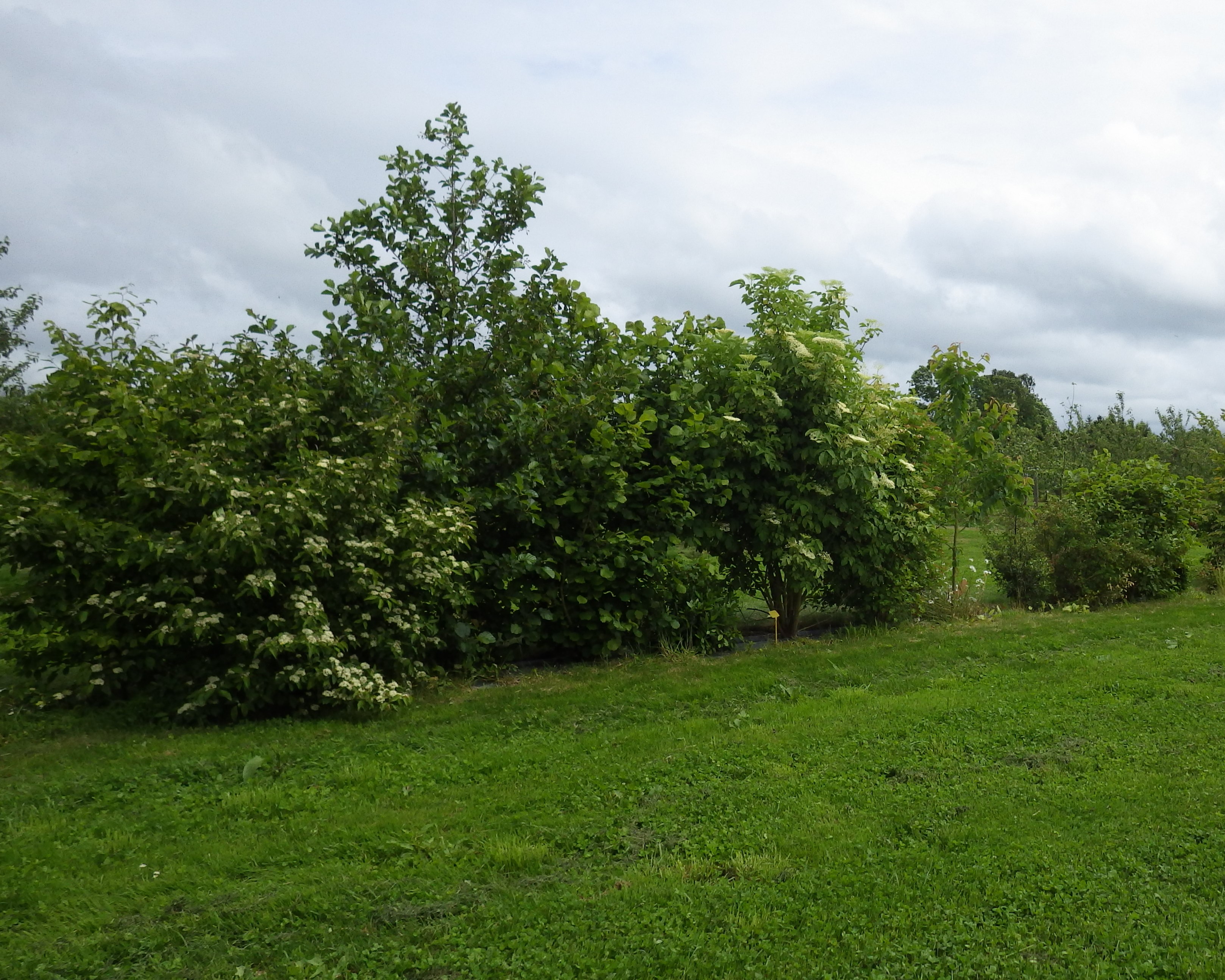 haie plurispécifique implantée près du système SYDRA