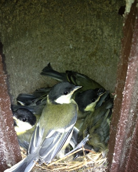 nichoir à mésange occupé sur le site de Toutainville