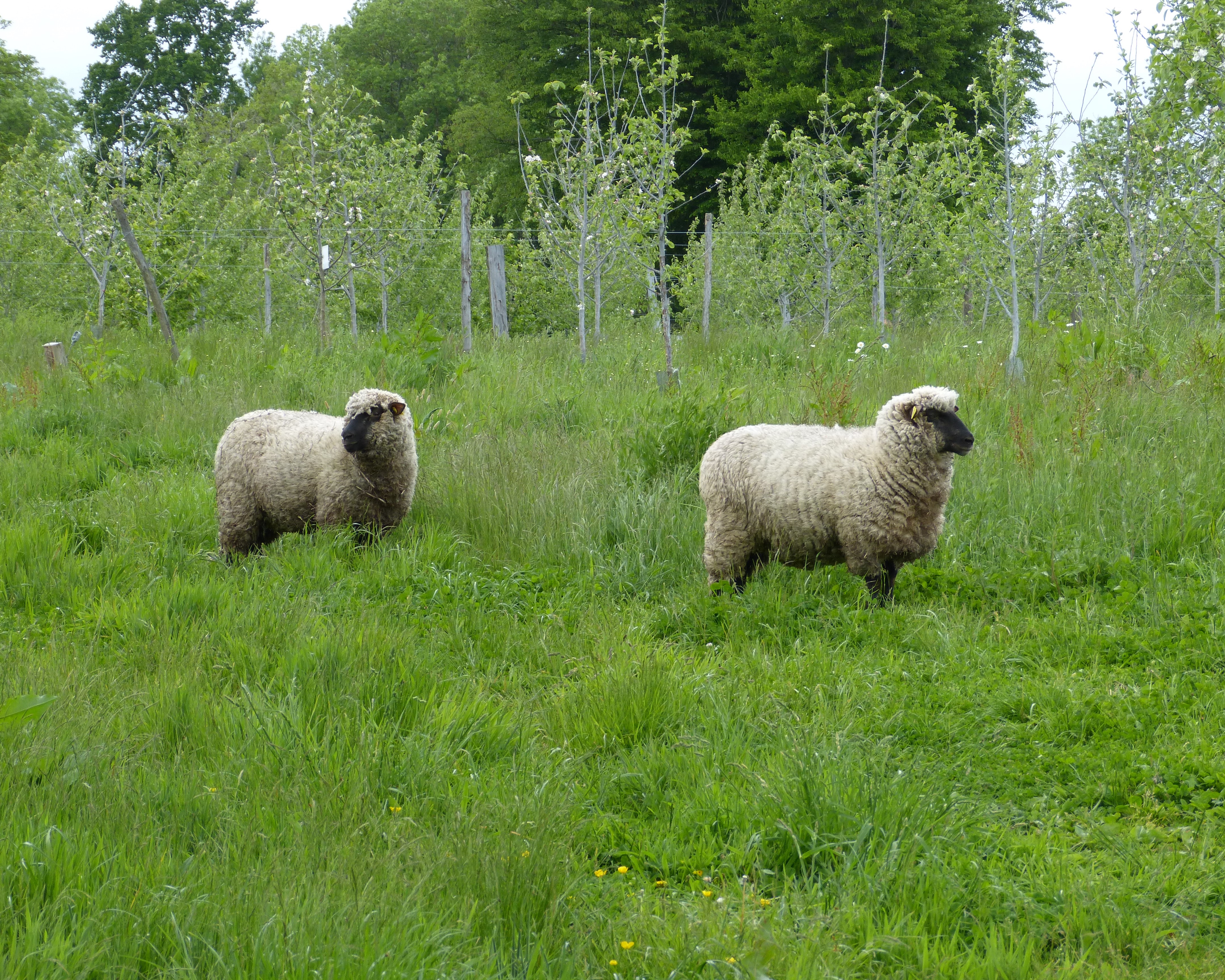 Moutons shropshire en verger cidricole 