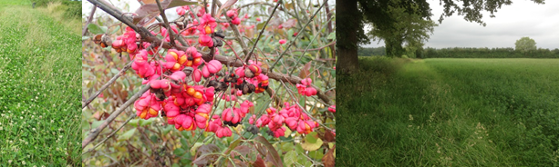 Bande enherbée et haie champêtre diversifiées