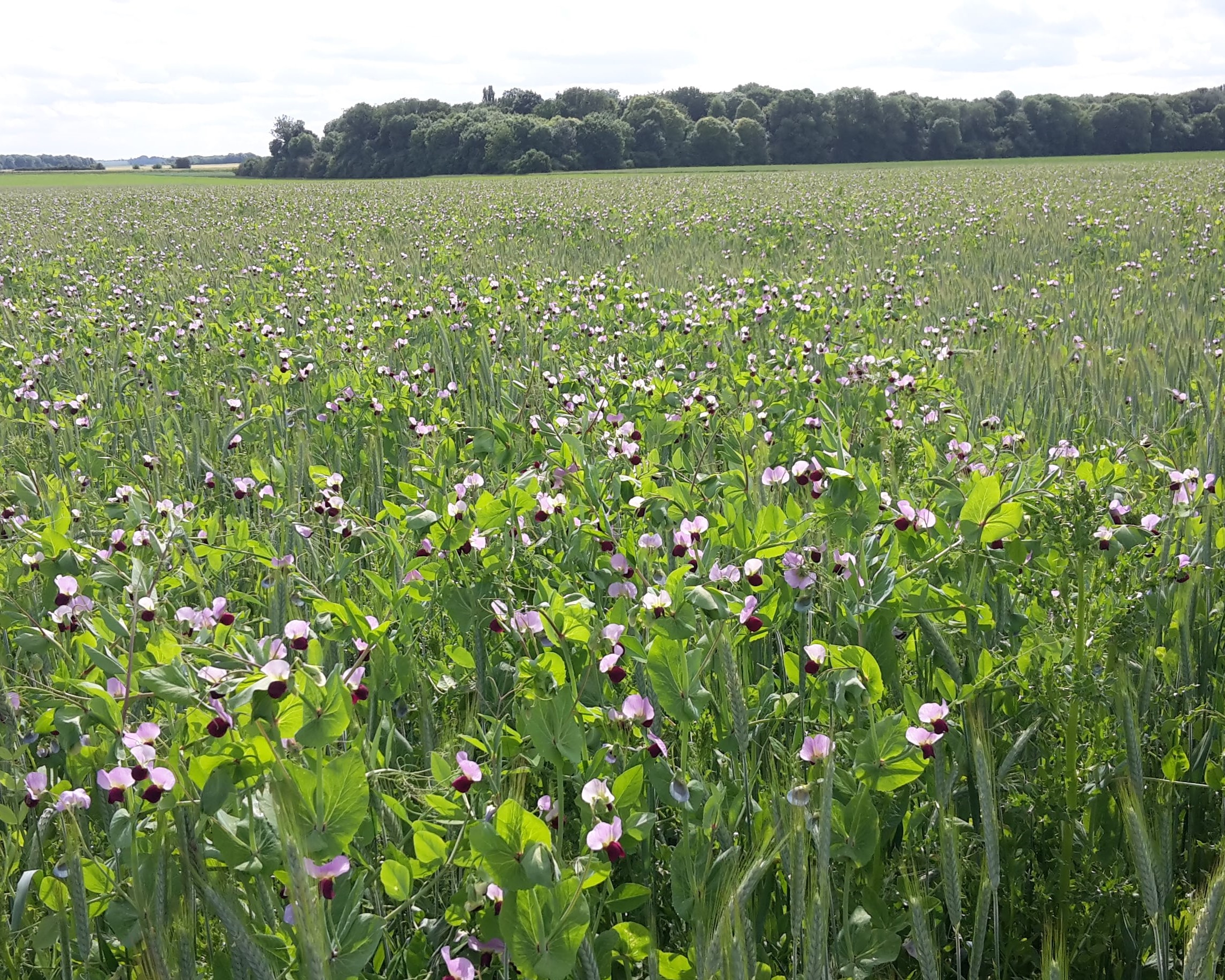 Saussaye système producteur triticale + pois