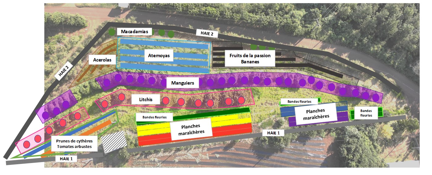 Schéma du système de culture ARMEFLHOR