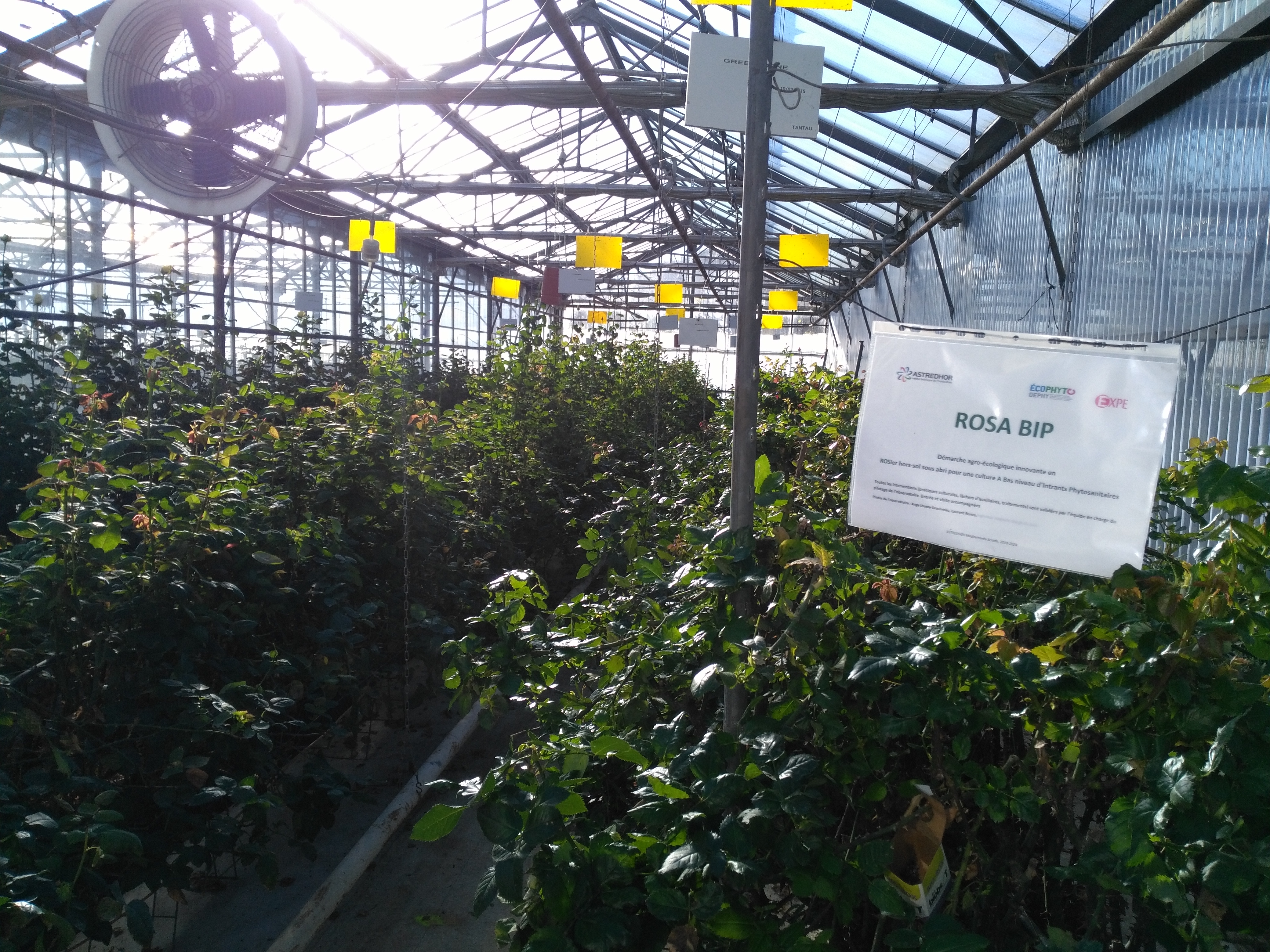 Vue d'ensemble de l'observatoire RosaBIP au Scradh