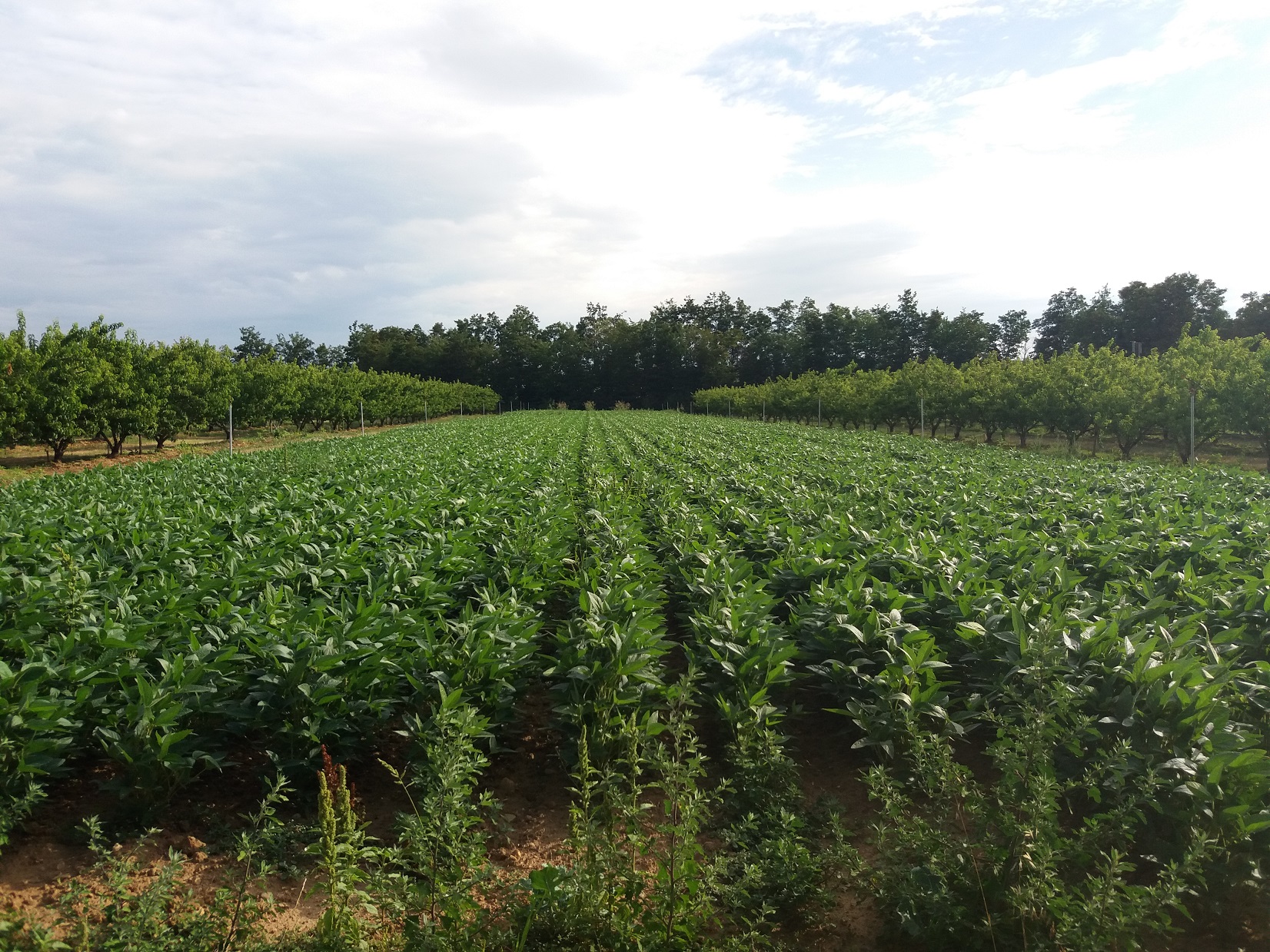 TAB_Système agroforestier_Soja