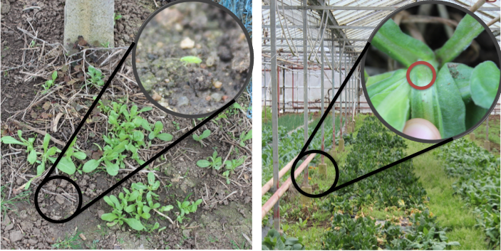Semis spontanée de soucis en bord d'abris et présence de Macrolophus pygmaeus (Mars 2019)