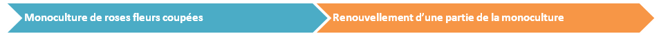 La culture de roses fleurs coupées est continue, les variétés en place sont en partie renouvelées tous les 3 à 5 ans