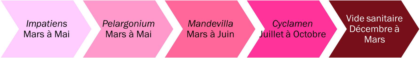 Succession culturale effectuée dans le cadre du projet HORTIPOT 2 à ALB-CDHRC
