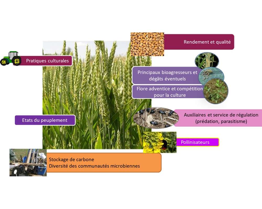 Illustration des suivis réalisés sur la plateforme CA-SYS