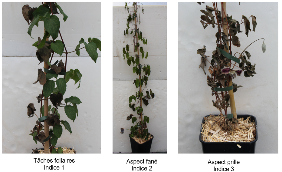 Symptômes de Phoma sur Clématite