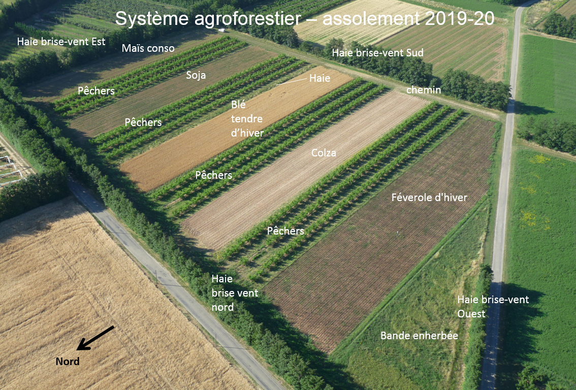 Système agroforestier - Assolement 19-20