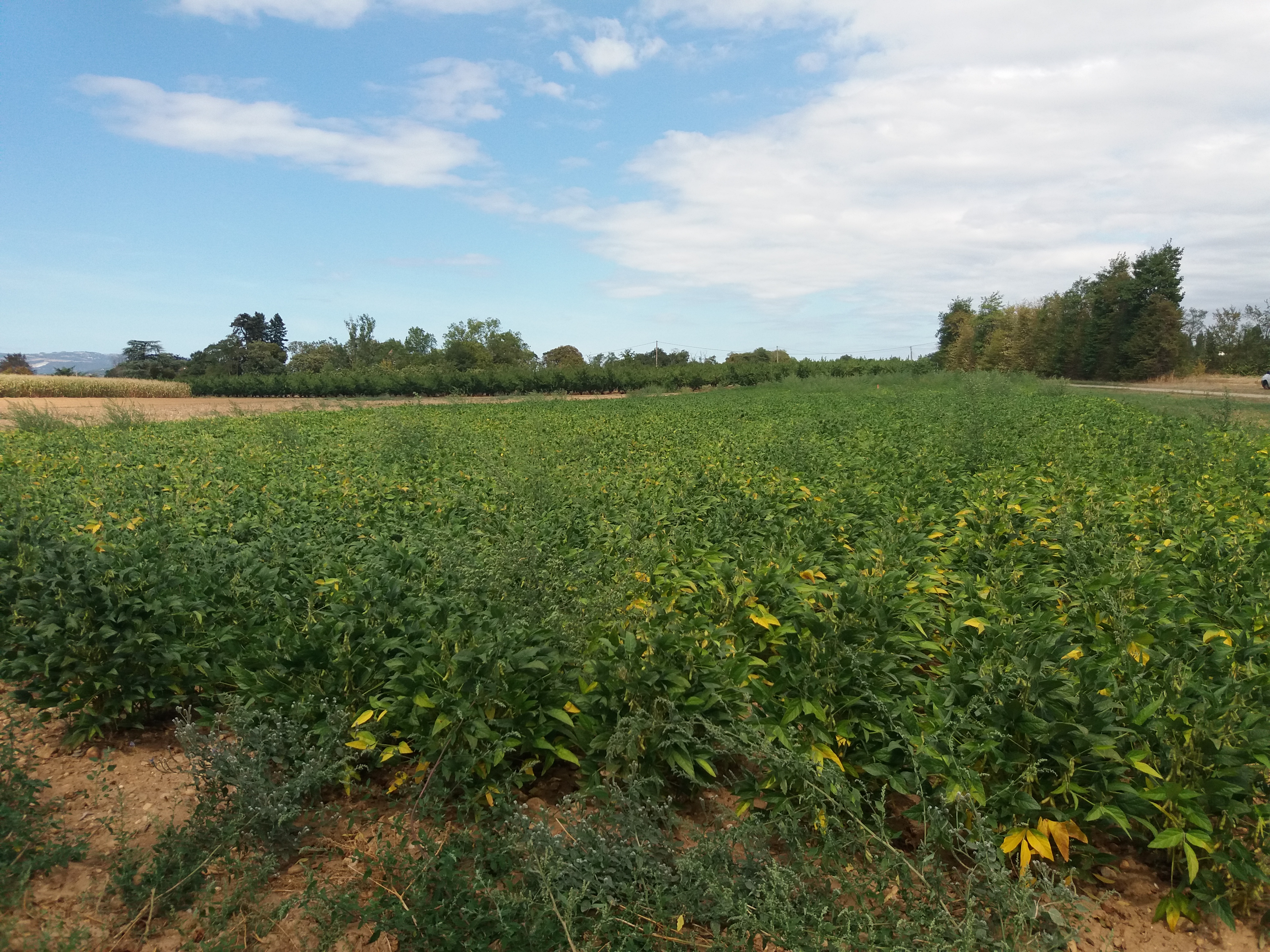 Tab_Système Ref Grandes cultures_Soja