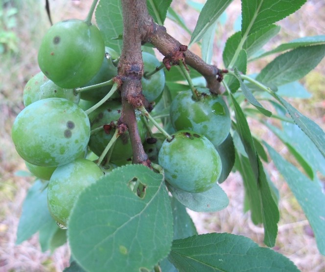 Tavelure sur mirabelle